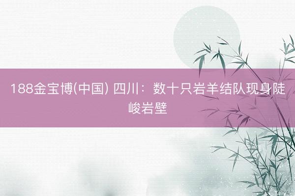 188金宝博(中国) 四川：数十只岩羊结队现身陡峻岩壁